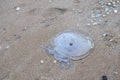 Dead jellyfish on the beach