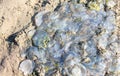 Dead jellyfish lie on the seashore