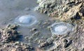 Dead jellyfish lie on the seashore