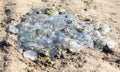 Dead jellyfish lie on the seashore