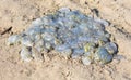 Dead jellyfish lie on the seashore