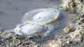 Dead jellyfish lie on the seashore Royalty Free Stock Photo