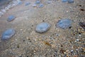 Dead jellyfish lie on the seashore on the sand Royalty Free Stock Photo