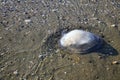 Dead jellyfish lies on the seashore
