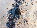 Dead jellyfish lying on the sand of the sea