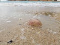 Dead jellyfish in sea foam. Royalty Free Stock Photo