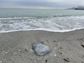 Dead jellyfish on seashore