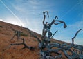 Dead Joshua Tree Cloudscape at Sunset in Palmdale California CA Royalty Free Stock Photo