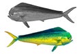 Fish Mahi mahi or dolphin green set blank illustration realism isolate.