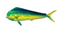 Mahi mahi or dolphin fish isolated on white Side view. Royalty Free Stock Photo