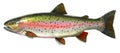 Big rainbow trout. River fish side view. Royalty Free Stock Photo