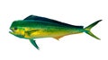 Mahi mahi Young or dolphin fish isolated on white.