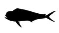 Young Mahi mahi or dolphin fish isolated on white. Side view Flat silhouette.