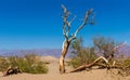 Dead knotted tree at Mesquite Flat Sand Dune, California, USA Royalty Free Stock Photo