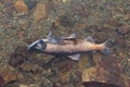 Dead kokanee salmon in water after spawning Royalty Free Stock Photo