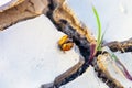 Dead ladybug cought in dried , cracked earth. Drought and climate change danger concept
