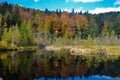 Dead lake in the forest, ÃÂ¡arpathian mountains, Skole, Ukraine Royalty Free Stock Photo