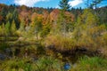 Dead lake in the forest, ÃÂ¡arpathian mountains, Skole, Ukraine Royalty Free Stock Photo