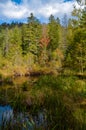 Dead lake in the forest, ÃÂ¡arpathian mountains, Skole, Ukraine Royalty Free Stock Photo