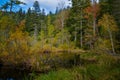 Dead lake in the forest, ÃÂ¡arpathian mountains, Skole, Ukraine Royalty Free Stock Photo