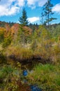 Dead lake in the forest, ÃÂ¡arpathian mountains, Skole, Ukraine Royalty Free Stock Photo