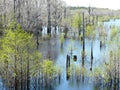 Dead Lakes in Wewahitchka, Florida