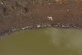 A dead lamb lying next to a drought affected water hole in regional Australia