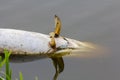 Dead large northern pike floating