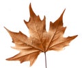 Dead leaf Royalty Free Stock Photo