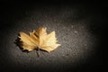 Dead leaf