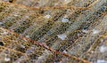 Dead Leaf Abstract Close Up Royalty Free Stock Photo