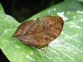 Dead Leaf Butterfly Royalty Free Stock Photo