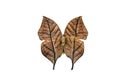 The dead leaf butterfly Kallima inachus, orange oakleaf, Indian oakleaf Royalty Free Stock Photo