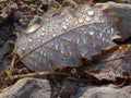 A dead leaf that carry droplets of water