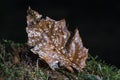 Dead Leaf Royalty Free Stock Photo