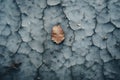 a dead leaf on a cracked wall