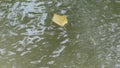 Dead leaf drifting in the water.