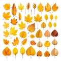 DEAD LEAF ELEMENT FALL VECTOR