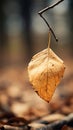 a dead leaf hanging from a branch on the ground