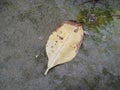 A Dead Leaf of Hydrangea Plant