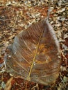A dead leaf with its nerves