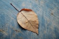 a dead leaf laying on a blue surface