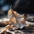 a dead leaf laying on the ground