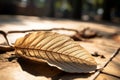 a dead leaf laying on the ground in the sun