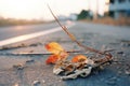 a dead leaf lying on the ground in the middle of an empty road