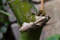 Dead leaf mantis aka Deroplatys lobata.