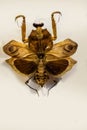 Dead Leaf Mantis Deroplatys desiccata Westwood