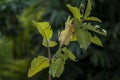 Dead leaf mantis. Green praying mantis that mimic dead leaves. Gian leaf grasshopper Royalty Free Stock Photo