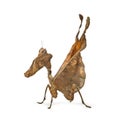 Dead leaf mantises - Acanthops Sp - Royalty Free Stock Photo