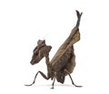 Dead leaf mantises - Acanthops Sp - Royalty Free Stock Photo